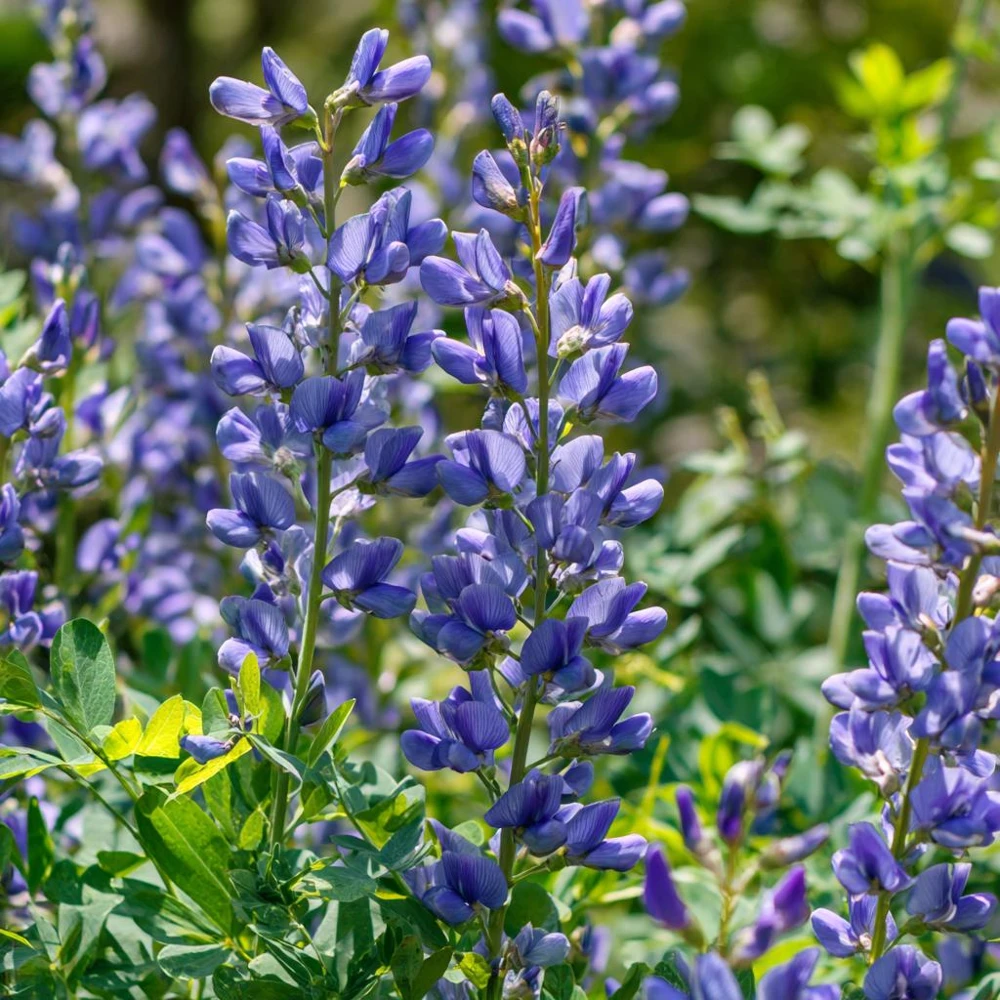 Blue Wild Indigo Seeds – 50 Count – Hardy Perennial, Pollinator-Friendly - Image 2