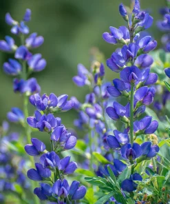 Blue Wild Indigo Seeds – 50 Count – Hardy Perennial, Pollinator-Friendly - Image 3