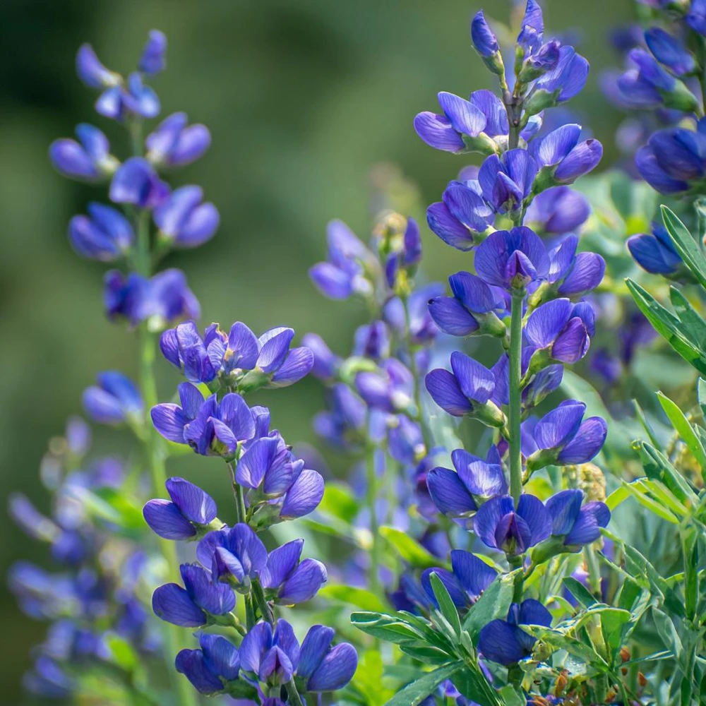 Blue Wild Indigo Seeds – 50 Count – Hardy Perennial, Pollinator-Friendly - Image 3