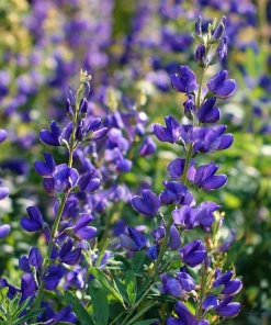 Blue Wild Indigo Seeds – 50 Count – Hardy Perennial, Pollinator-Friendly - Image 4
