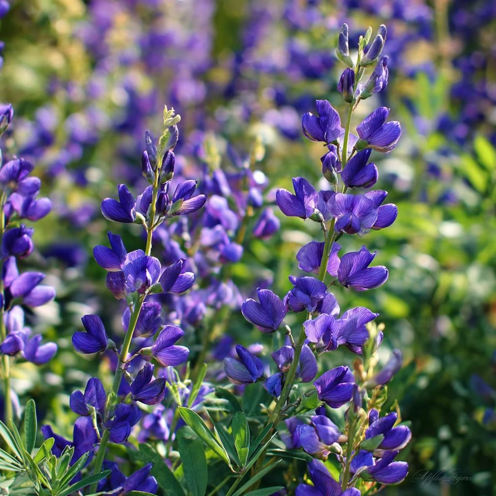 Blue Wild Indigo Seeds – 50 Count – Hardy Perennial, Pollinator-Friendly - Image 4