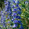 Blue Wild Indigo Seeds – 50 Count – Hardy Perennial, Pollinator-Friendly - Image 1