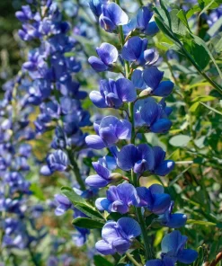 Blue Wild Indigo Seeds – 50 Count – Hardy Perennial, Pollinator-Friendly - Image 1