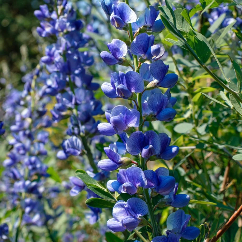 Blue Wild Indigo Seeds – 50 Count – Hardy Perennial, Pollinator-Friendly - Image 1