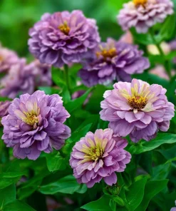 Blueberry Cheesecake Zinnia Seeds - Zinnia elegans - 100 Seed Mix - Lavender, Purple & Cream Blooms - Image 2