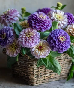 Blueberry Cheesecake Zinnia Seeds - Zinnia elegans - 100 Seed Mix - Lavender, Purple & Cream Blooms - Image 3