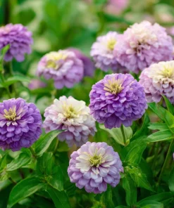 Blueberry Cheesecake Zinnia Seeds - Zinnia elegans - 100 Seed Mix - Lavender, Purple & Cream Blooms - Image 4
