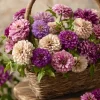 Blueberry Cheesecake Zinnia Seeds - Zinnia elegans - 100 Seed Mix - Lavender, Purple & Cream Blooms - Image 1