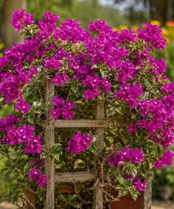 Blueberry Ice Bougainvillea Live Plants - Set of 2, 4-7 Inches Tall, Flowering Vine for Garden & Patio - Image 2