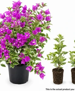 Blueberry Ice Bougainvillea Live Plants - Set of 2, 4-7 Inches Tall, Flowering Vine for Garden & Patio - Image 3