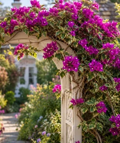 Blueberry Ice Bougainvillea Live Plants - Set of 2, 4-7 Inches Tall, Flowering Vine for Garden & Patio - Image 4