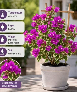 Blueberry Ice Bougainvillea Live Plants - Set of 2, 4-7 Inches Tall, Flowering Vine for Garden & Patio - Image 5