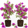 Blueberry Ice Bougainvillea Live Plants - Set of 2, 4-7 Inches Tall, Flowering Vine for Garden & Patio - Image 1