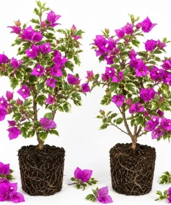 Blueberry Ice Bougainvillea Live Plants - Set of 2, 4-7 Inches Tall, Flowering Vine for Garden & Patio - Image 1