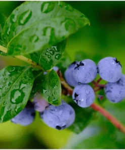 Blueberry Live Plant - Southern Highbush - 2-Pack, 5-9" Tall - Earliest Ripening, Sweet Fruit, Zone 8-10 - Image 2