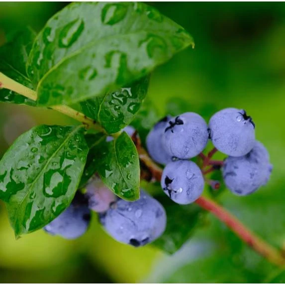 Blueberry Live Plant - Southern Highbush - 2-Pack, 5-9" Tall - Earliest Ripening, Sweet Fruit, Zone 8-10 - Image 2