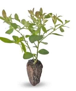 Blueberry Live Plant - Southern Highbush - 2-Pack, 5-9