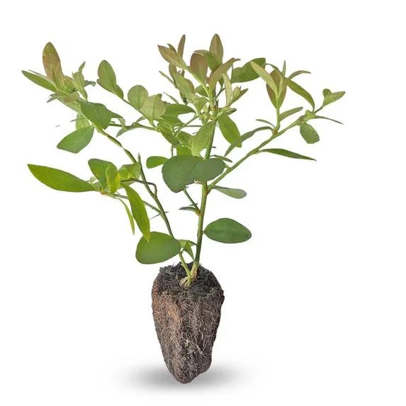 Blueberry Live Plant - Southern Highbush - 2-Pack, 5-9" Tall - Earliest Ripening, Sweet Fruit, Zone 8-10 - Image 3