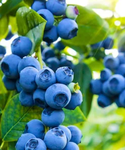 Blueberry Live Plant - Southern Highbush - 2-Pack, 5-9