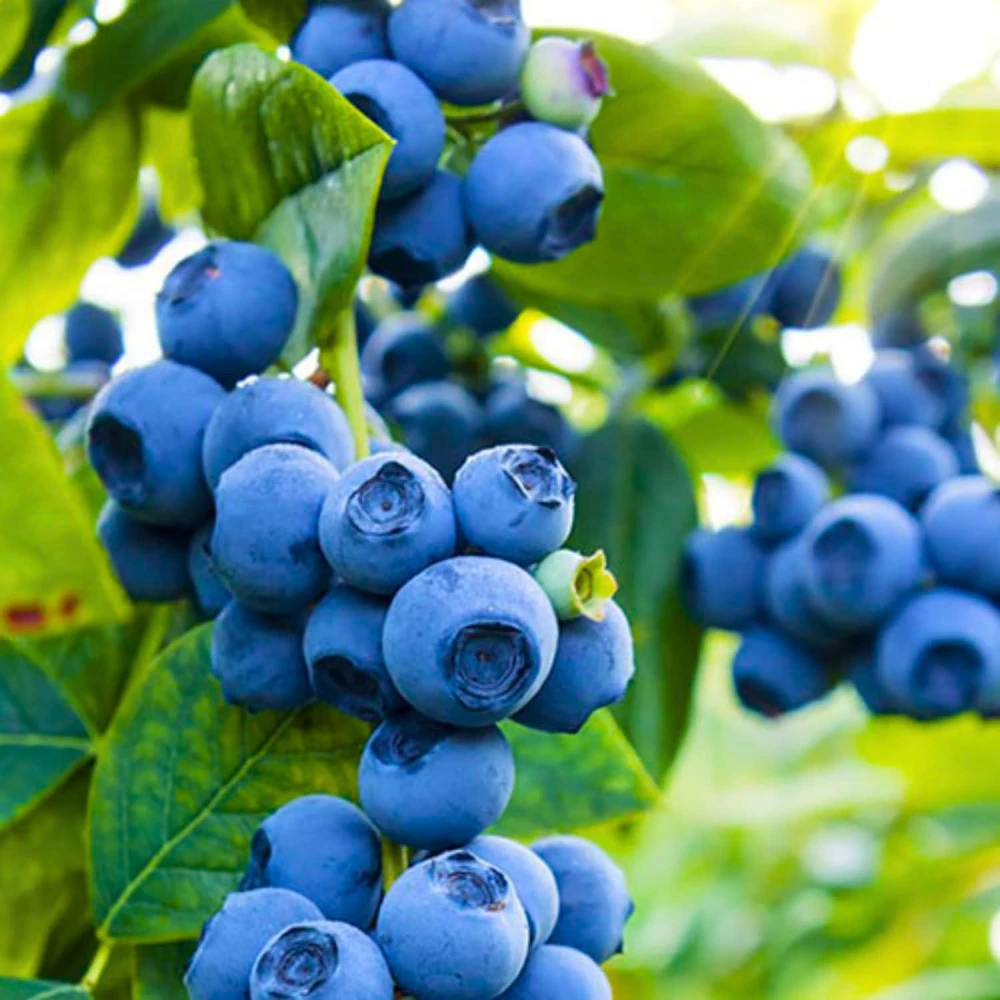 Blueberry Live Plant - Southern Highbush - 2-Pack, 5-9" Tall - Earliest Ripening, Sweet Fruit, Zone 8-10 - Image 4