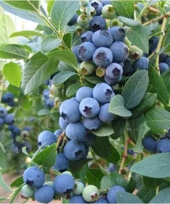 Blueberry Live Plant - Southern Highbush - 2-Pack, 5-9