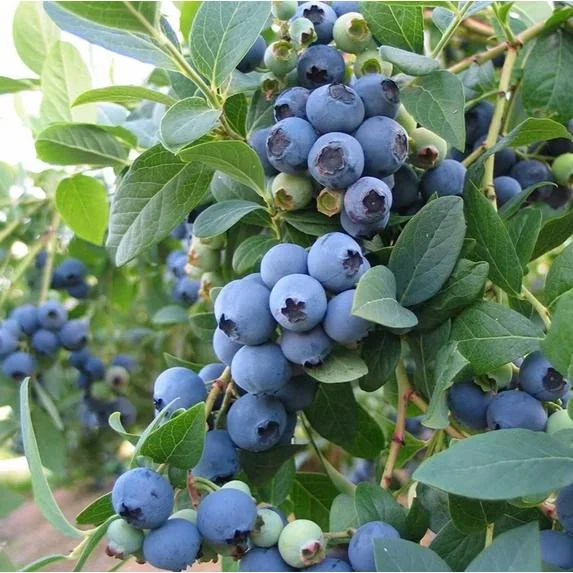 Blueberry Live Plant - Southern Highbush - 2-Pack, 5-9" Tall - Earliest Ripening, Sweet Fruit, Zone 8-10 - Image 5