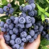 Blueberry Live Plant - Southern Highbush - 2-Pack, 5-9" Tall - Earliest Ripening, Sweet Fruit, Zone 8-10 - Image 1
