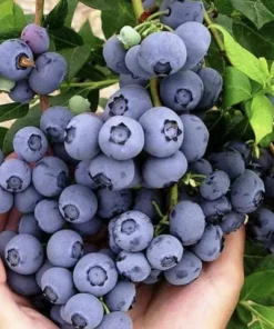 Blueberry Live Plant - Southern Highbush - 2-Pack, 5-9" Tall - Earliest Ripening, Sweet Fruit, Zone 8-10 - Image 1