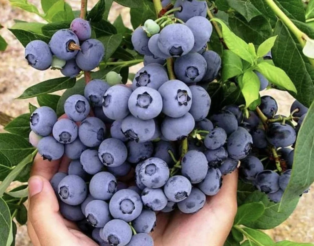 Blueberry Live Plant - Southern Highbush - 2-Pack, 5-9" Tall - Earliest Ripening, Sweet Fruit, Zone 8-10 - Image 1