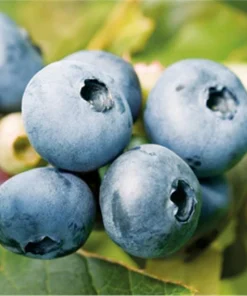 Bluecrop Northern Highbush Blueberry Live Plant - 2 Year Old Bush - Outdoor Edible Fruit - Image 2