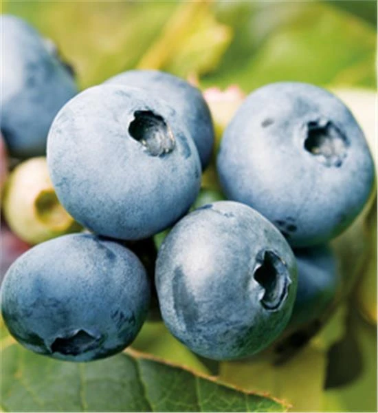 Bluecrop Northern Highbush Blueberry Live Plant - 2 Year Old Bush - Outdoor Edible Fruit - Image 2