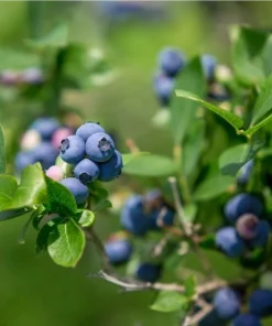 Bluecrop Northern Highbush Blueberry Live Plant - 2 Year Old Bush - Outdoor Edible Fruit - Image 1