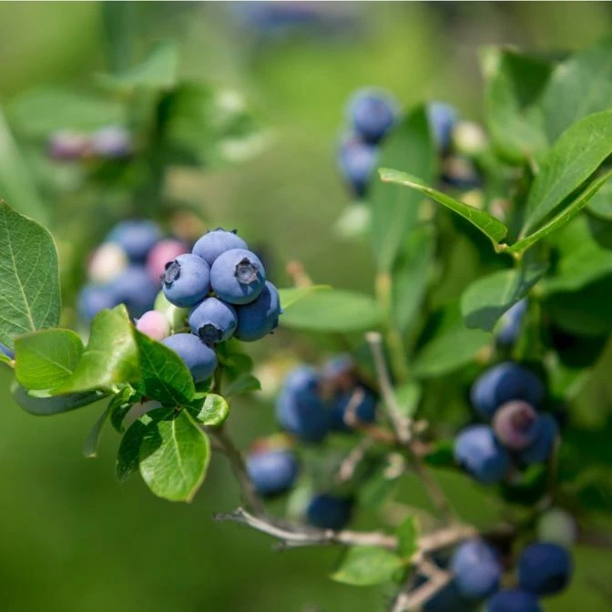 Bluecrop Northern Highbush Blueberry Live Plant - 2 Year Old Bush - Outdoor Edible Fruit - Image 1