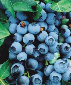 Bluecrop Northern Highbush Blueberry Live Plant - 2 Year Old Bush - Outdoor Edible Fruit - Image 3