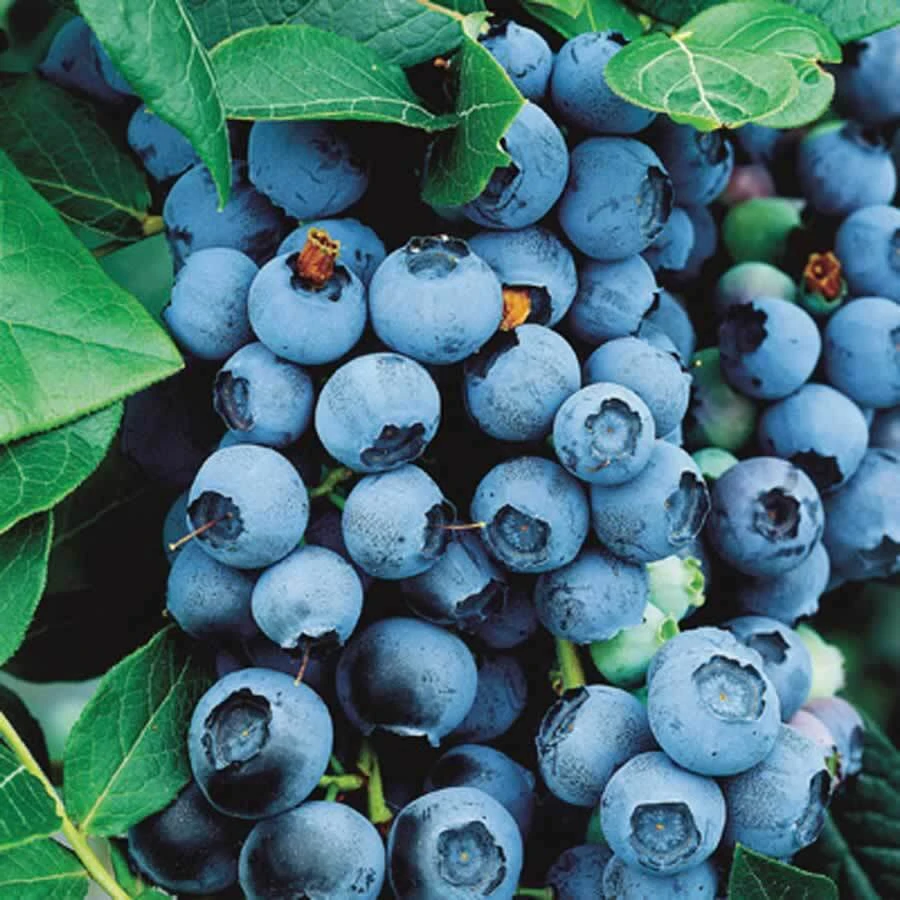 Bluecrop Northern Highbush Blueberry Live Plant - 2 Year Old Bush - Outdoor Edible Fruit - Image 3