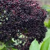 Bob Gordon Elderberry Live Plant - Healthy Edible Shrub - Zones 4-8 Outdoor - Image 1