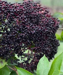 Bob Gordon Elderberry Live Plant - Healthy Edible Shrub - Zones 4-8 Outdoor - Image 1