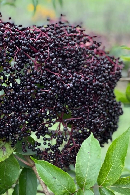 Bob Gordon Elderberry Live Plant - Healthy Edible Shrub - Zones 4-8 Outdoor - Image 1