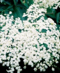 Bob Gordon Elderberry Live Plant - Healthy Edible Shrub - Zones 4-8 Outdoor - Image 2