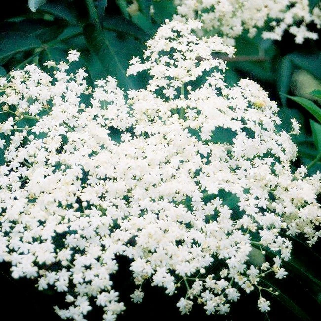 Bob Gordon Elderberry Live Plant - Healthy Edible Shrub - Zones 4-8 Outdoor - Image 2