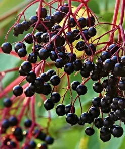 Bob Gordon Elderberry Live Plant - Healthy Edible Shrub - Zones 4-8 Outdoor - Image 3