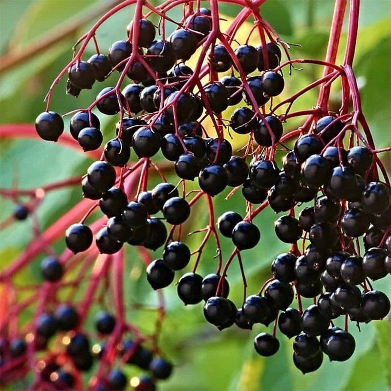 Bob Gordon Elderberry Live Plant - Healthy Edible Shrub - Zones 4-8 Outdoor - Image 3
