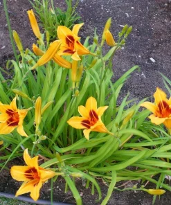 Bonanza Daylily Bare Root Plant – Reblooming Perennial Flower, Yellow, Outdoor - Image 2