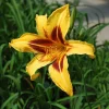 Bonanza Daylily Bare Root Plant – Reblooming Perennial Flower, Yellow, Outdoor - Image 1