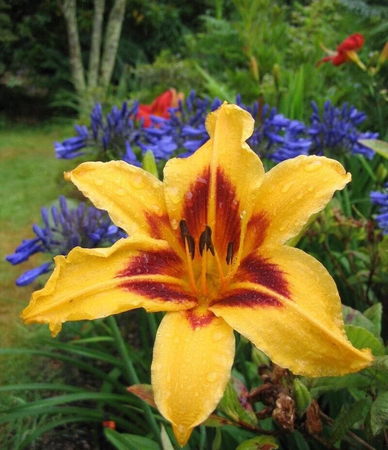 Bonanza Daylily Perennial Flower Bulb - Red & Yellow Hemerocallis - Image 2