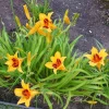 Bonanza Daylily Perennial Flower Bulb - Red & Yellow Hemerocallis - Image 1