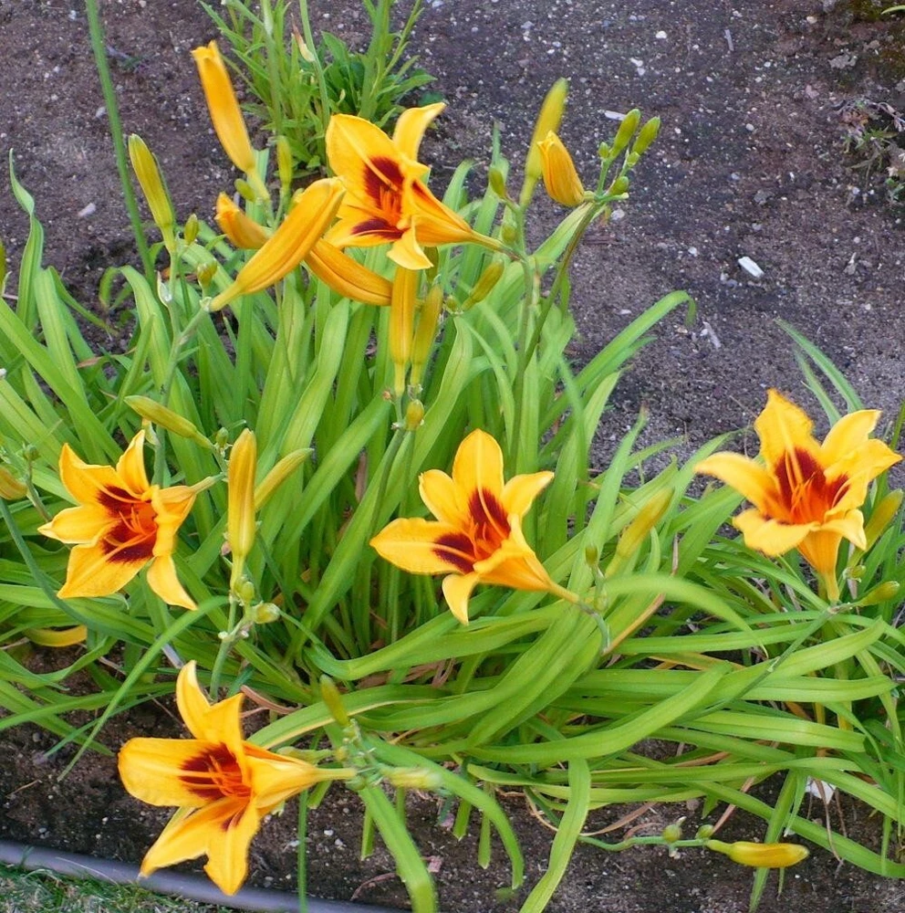 Bonanza Daylily Perennial Flower Bulb - Red & Yellow Hemerocallis - Image 1