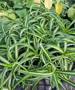 Bonnie Curly Spider Plant Live Plant – 4in Pot – Indoor Houseplant - Image 2