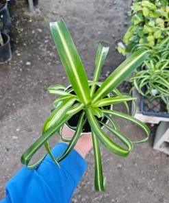 Bonnie Curly Spider Plant Live Plant – 4in Pot – Indoor Houseplant - Image 3