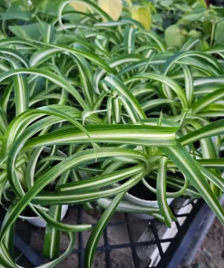 Bonnie Curly Spider Plant Live Plant – 4in Pot – Indoor Houseplant - Image 4